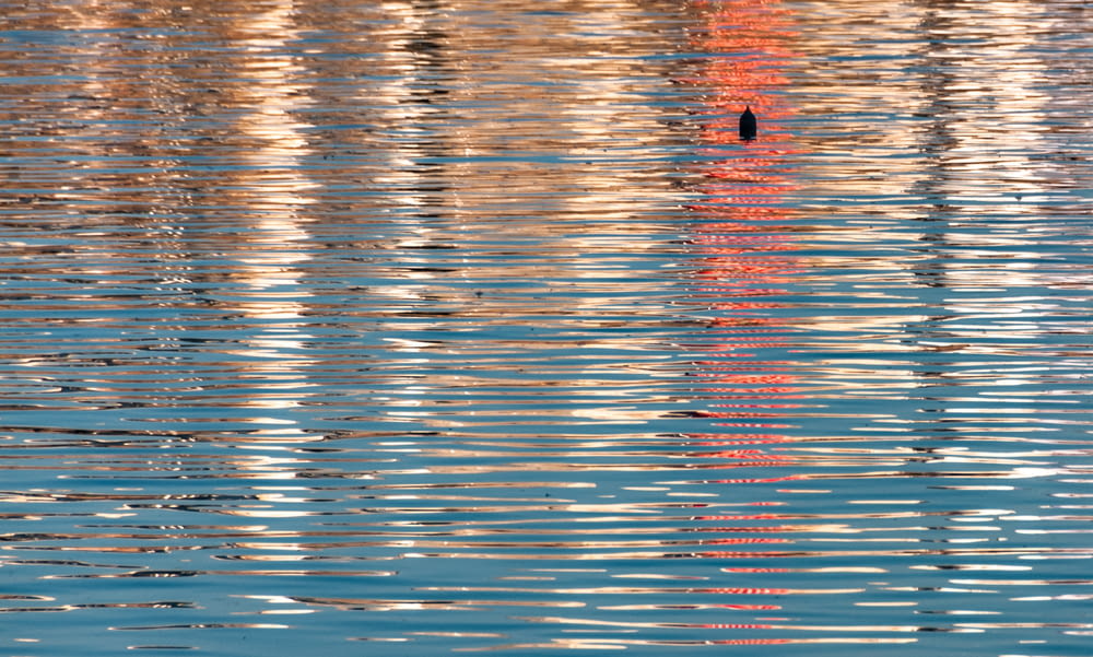 a bird is standing in the middle of the water
