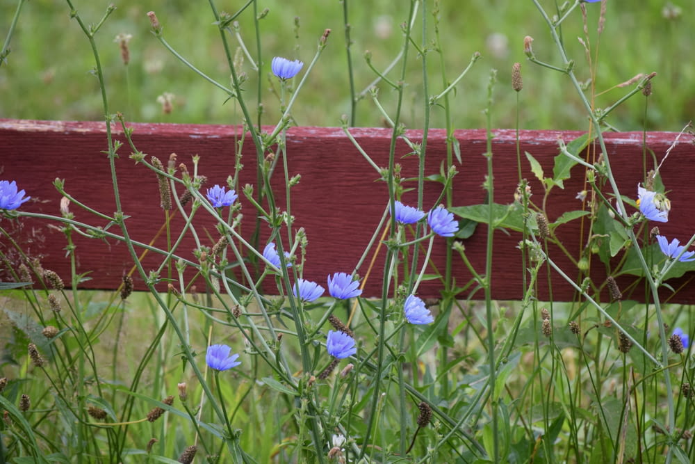 a bunch of blue flowers growing on a wooden fence