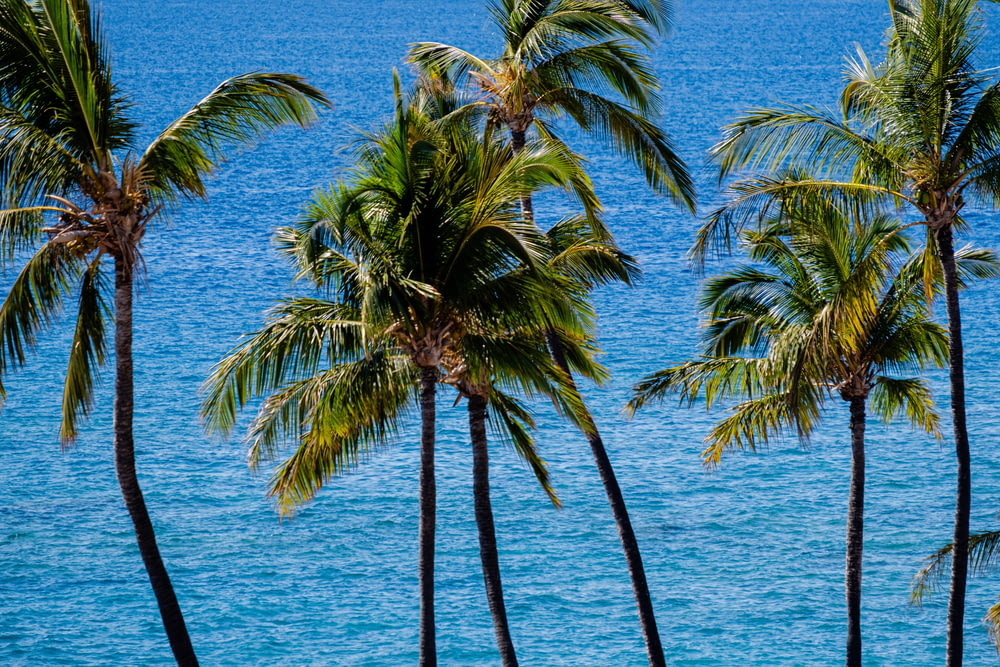 una hilera de palmeras junto a un cuerpo de agua
