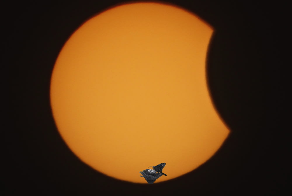鳥が太陽の前の棒に座っている