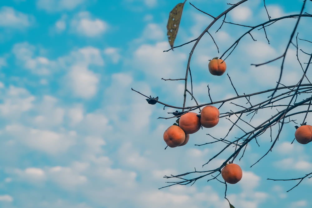 a bunch of oranges hanging from a tree branch