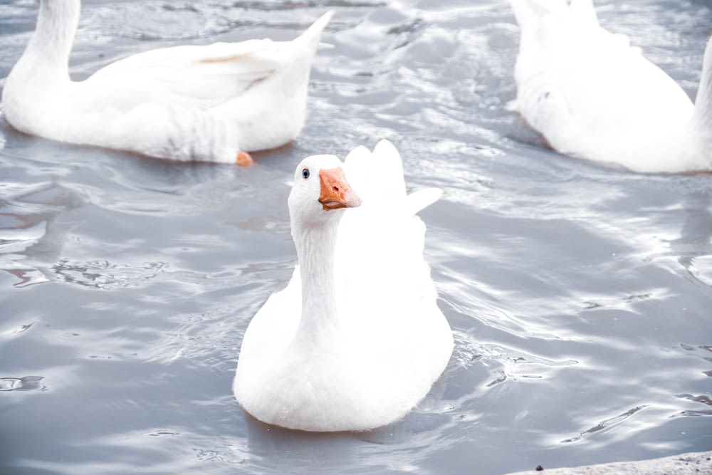 a group of white ducks floating on top of a lake