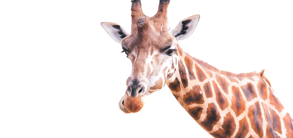a close up of a giraffe with a white background