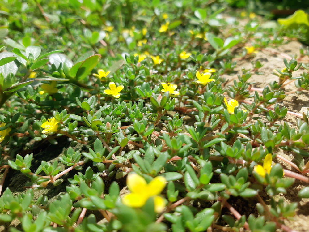 small yellow flowers are growing in the sand