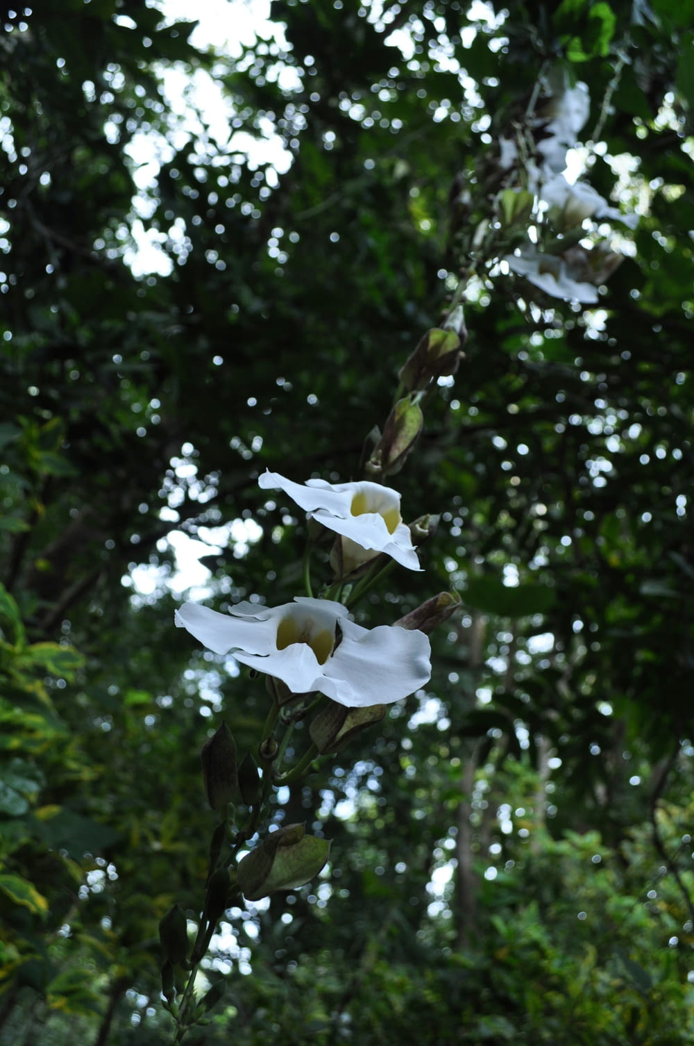 two white flowers with green leaves in the background
