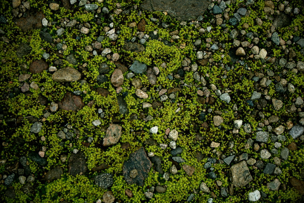 a patch of grass with rocks and grass growing on it