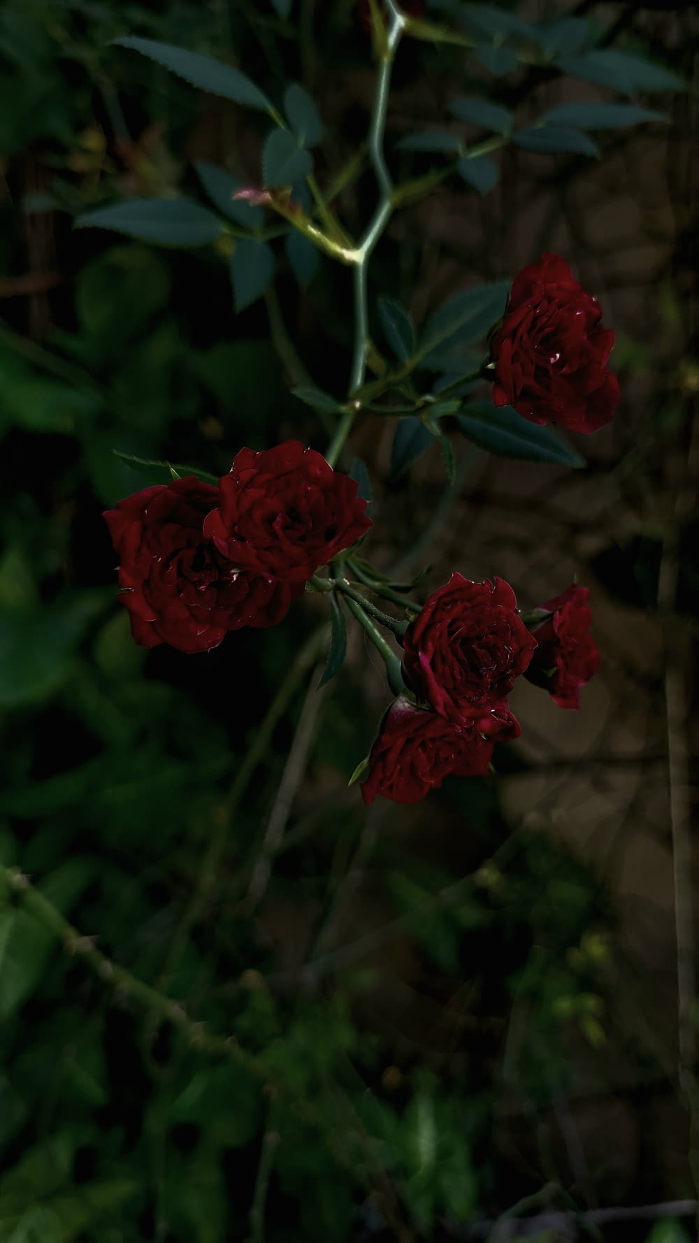 a bunch of red roses that are in the grass