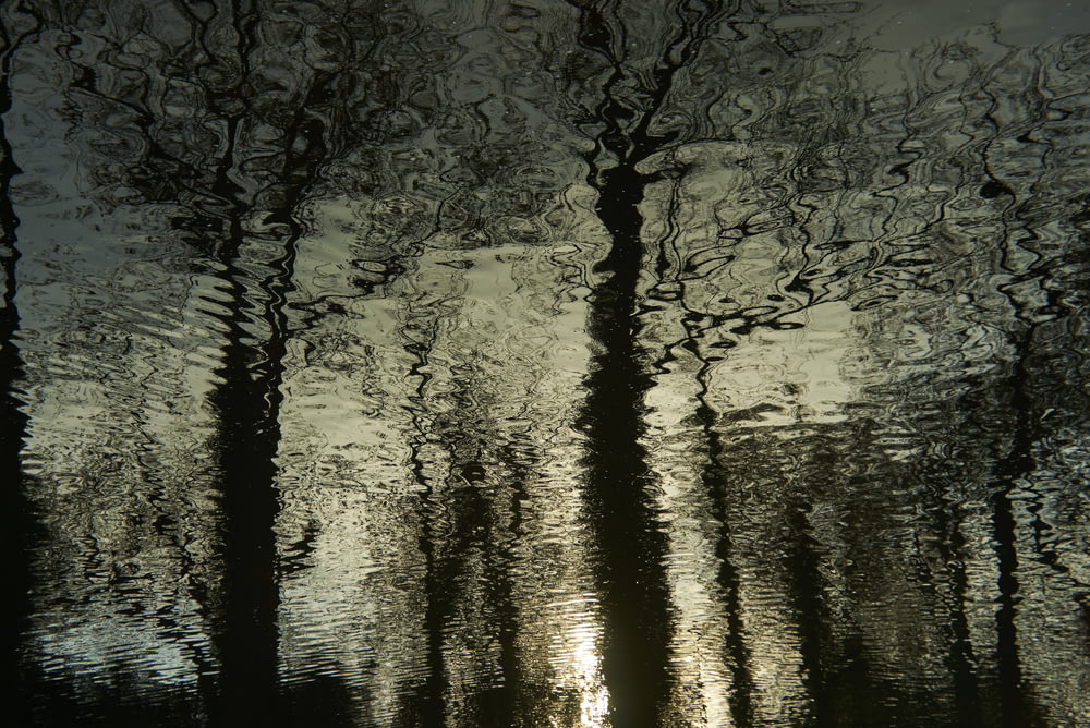 a reflection of trees in the water