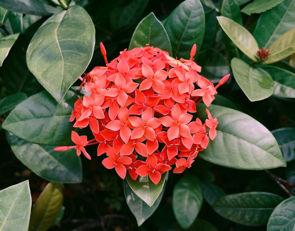 a close up of a red flower surrounded by green leaves