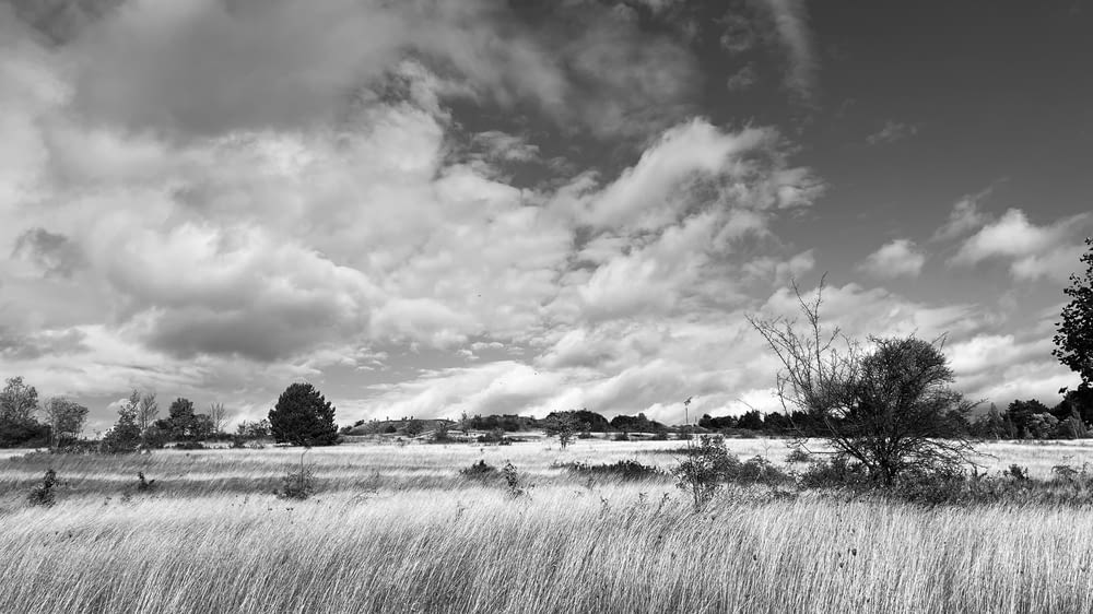 a black and white photo of a field