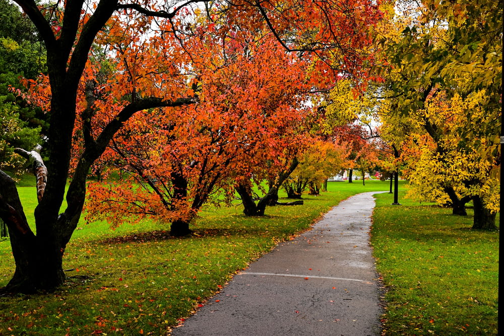 a path in a park with trees with orange and red leaves