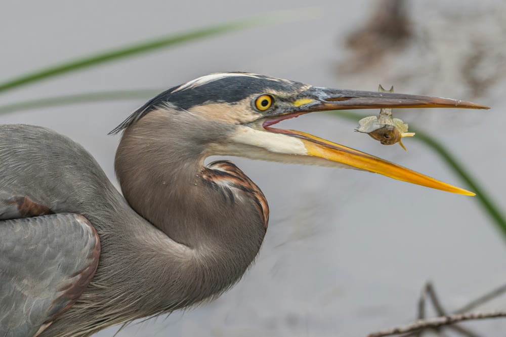 a close up of a bird with a fish in it's mouth