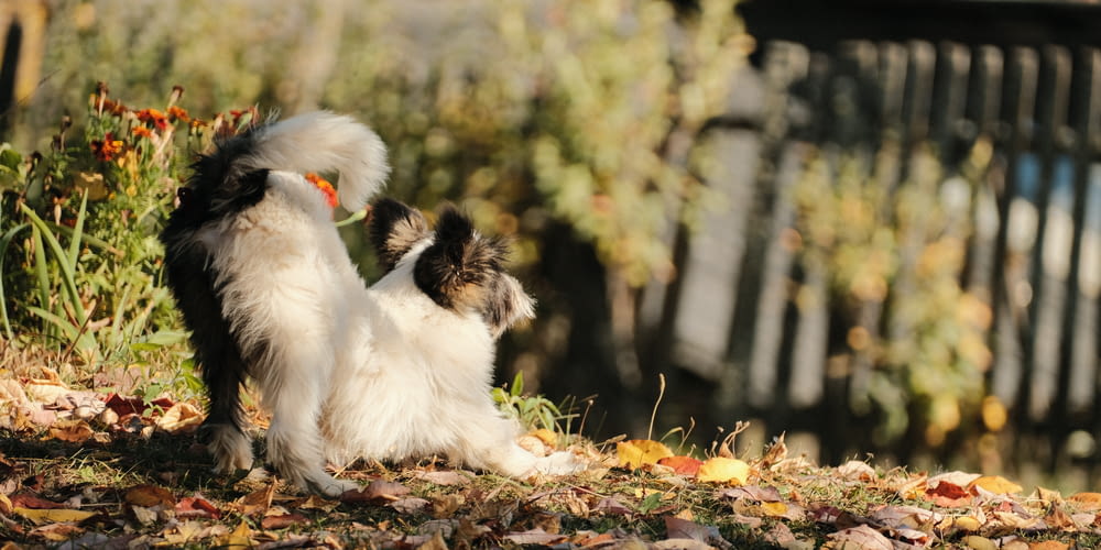 a white and black dog playing with another dog