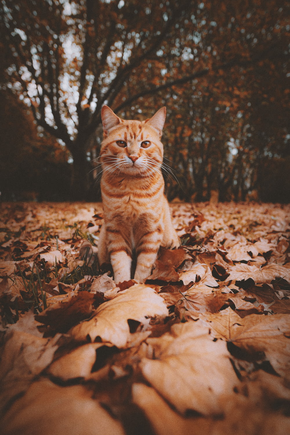 a cat sitting on top of a pile of leaves