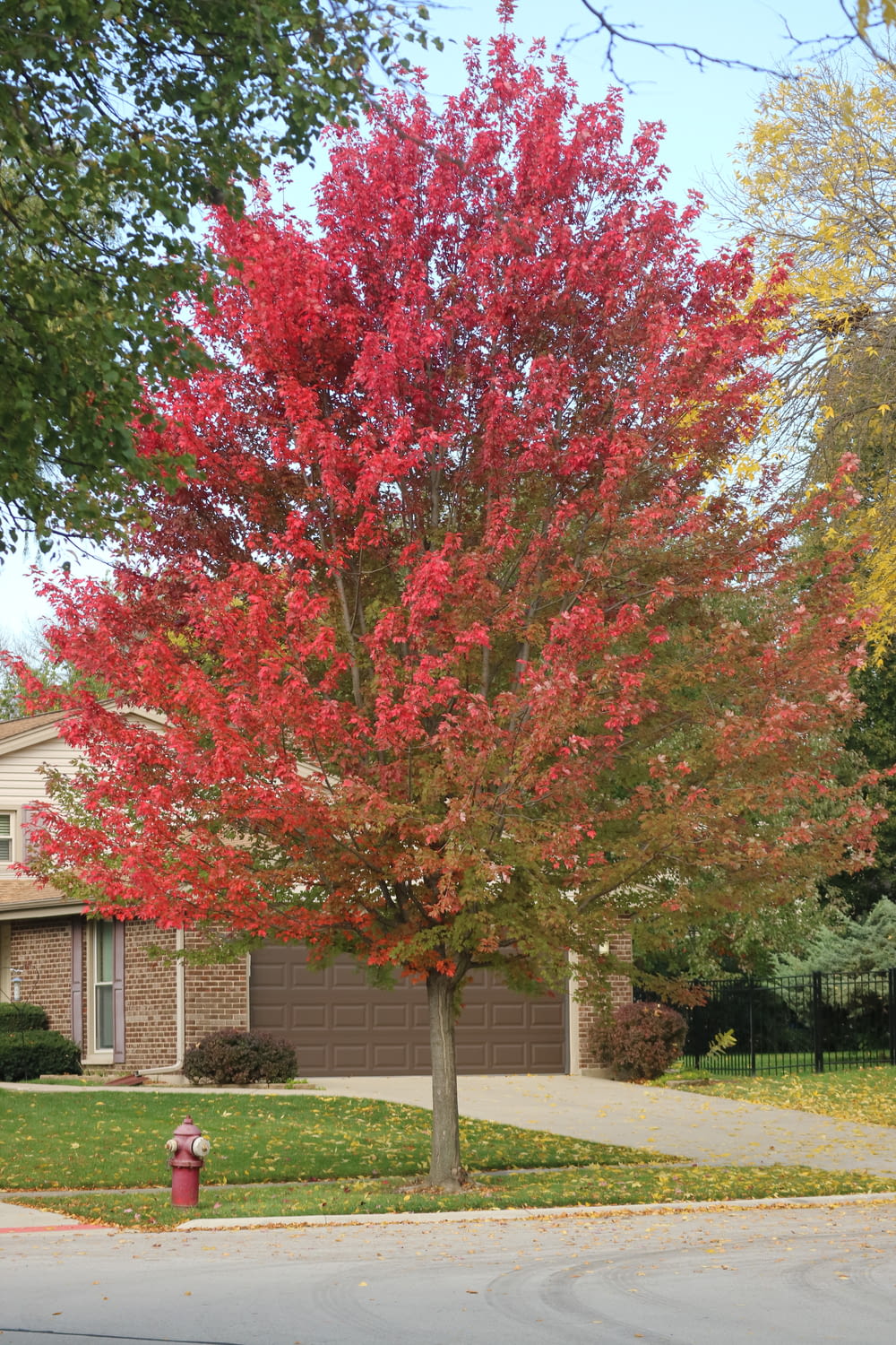 집 앞에 붉은 잎사귀가 있는 나무