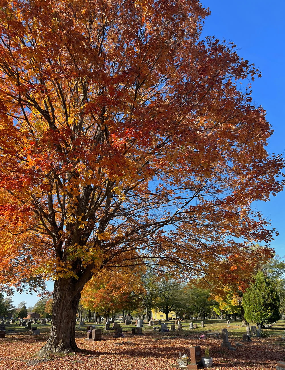 a tree with orange leaves in a cemetery