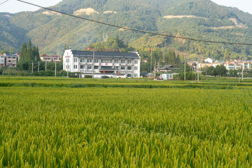 a lush green field with houses in the background