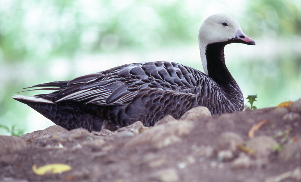 a black and white duck sitting on the ground