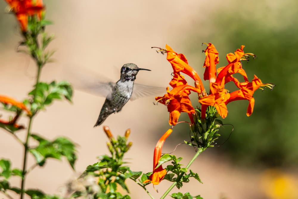 a hummingbird flying away from a flower