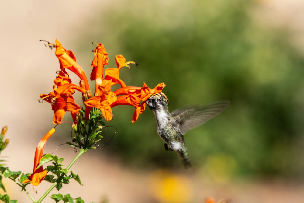 a hummingbird hovers near a flower in a garden
