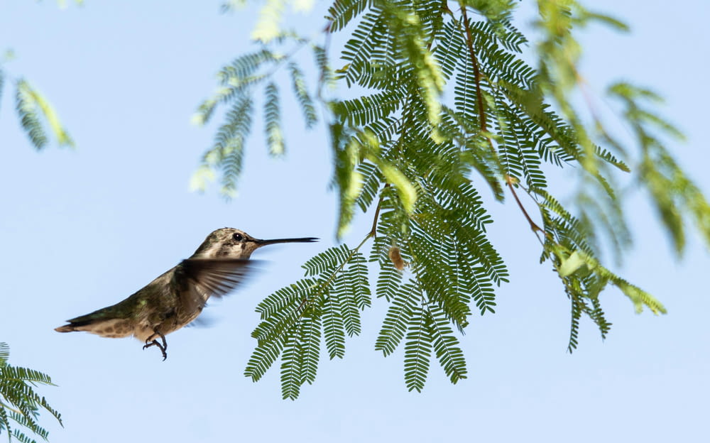 a hummingbird flying in the air near a tree
