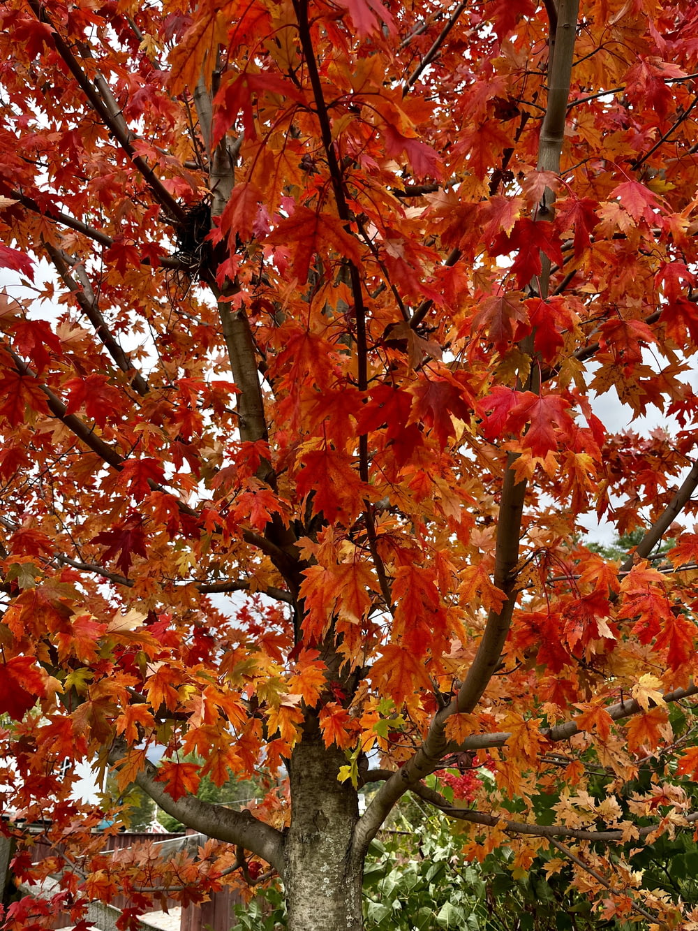 가을에 붉은 잎을 가진 나무