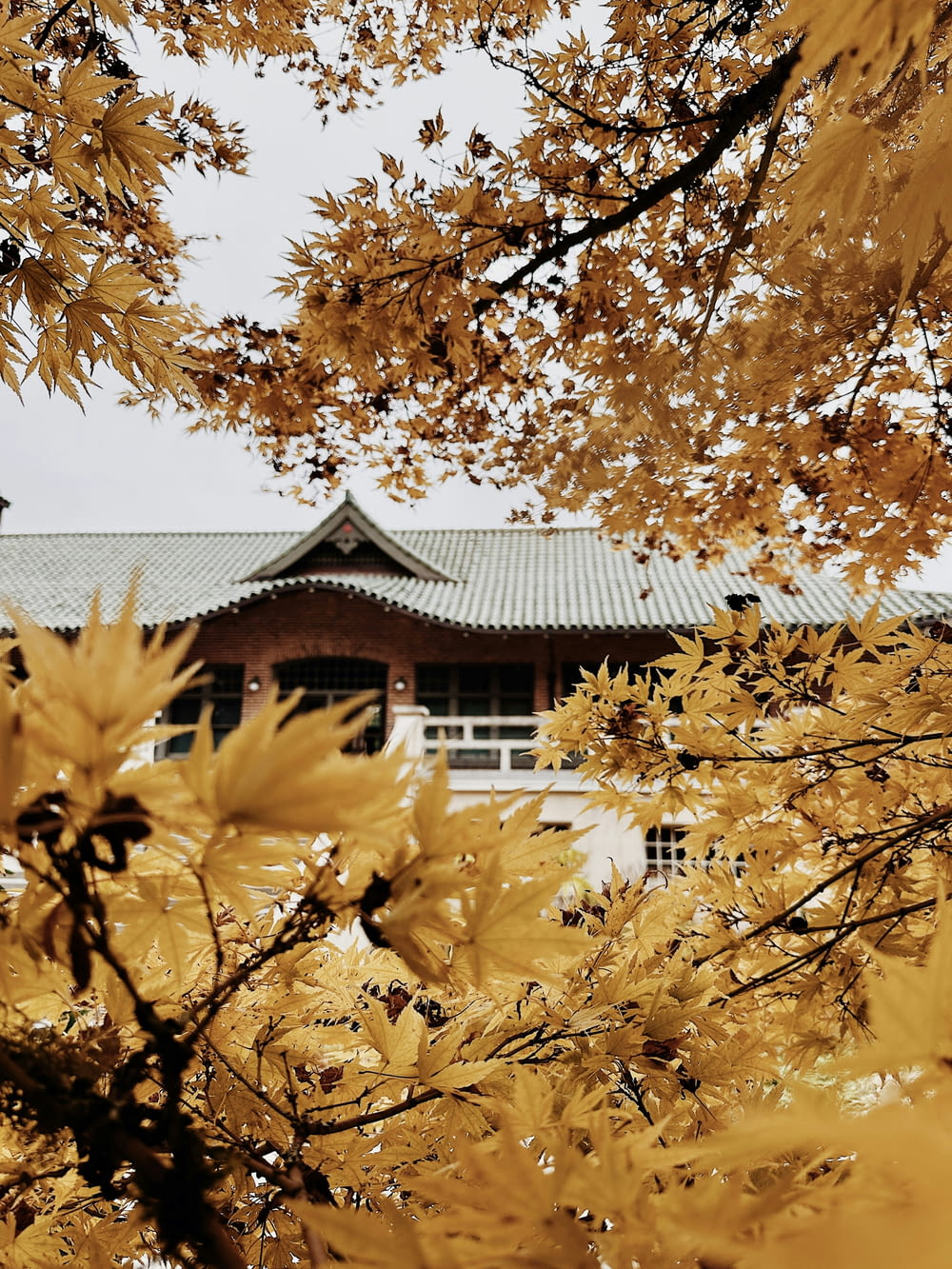 a tree with yellow leaves in front of a building