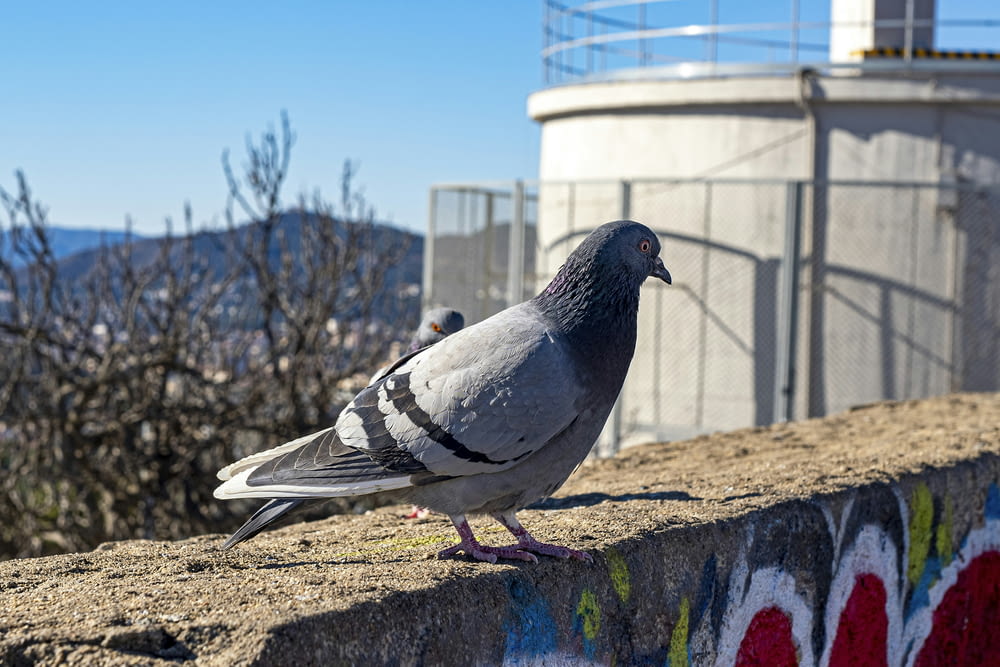 a pigeon is standing on a ledge near a building