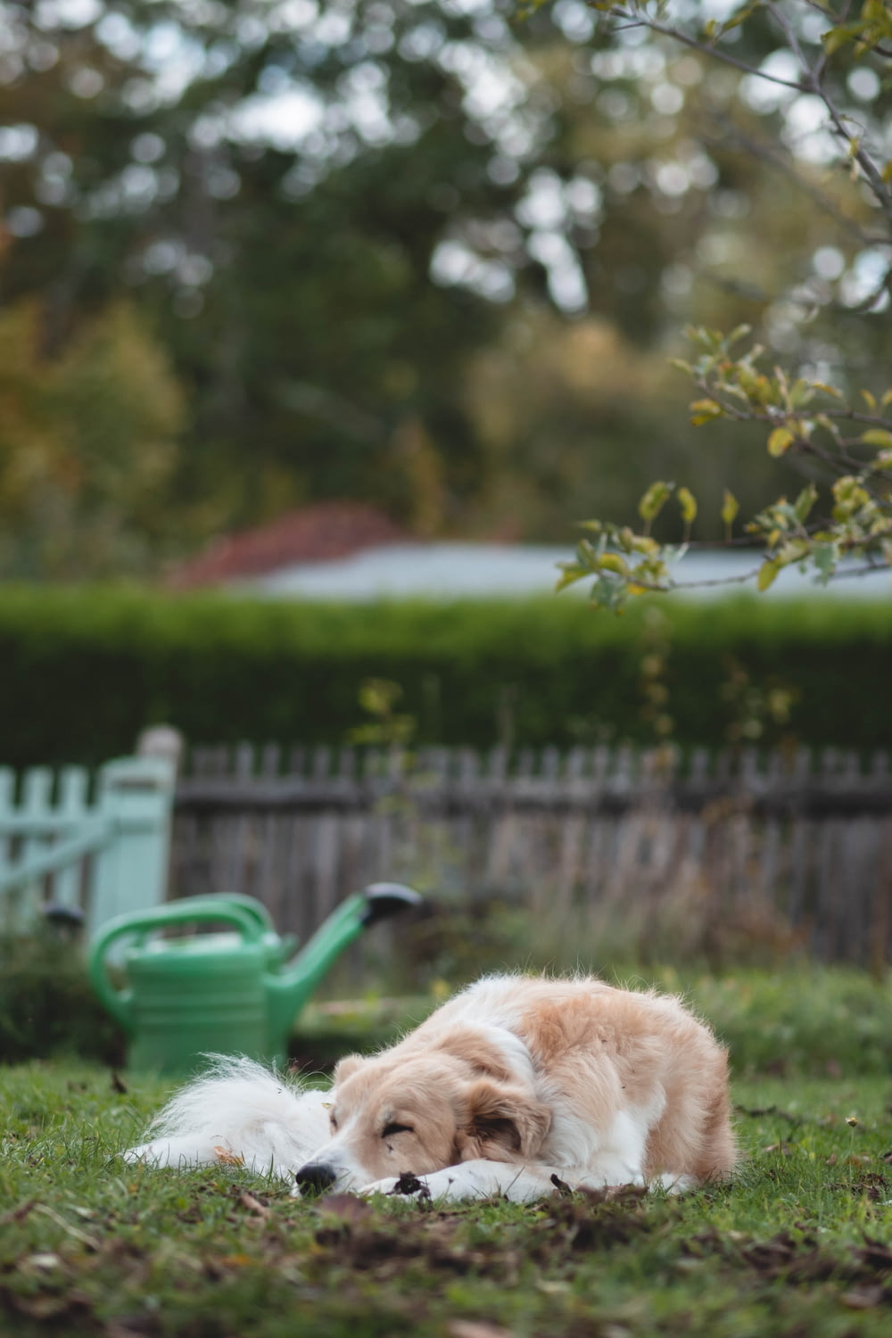 un cane marrone e bianco sdraiato in cima a un campo verde lussureggiante