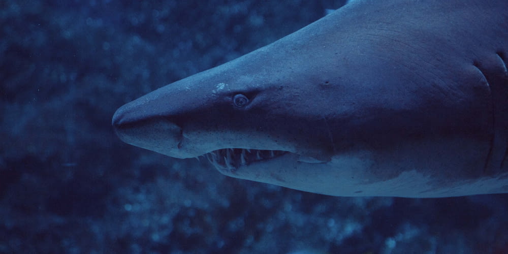 a close up of a shark with its mouth open