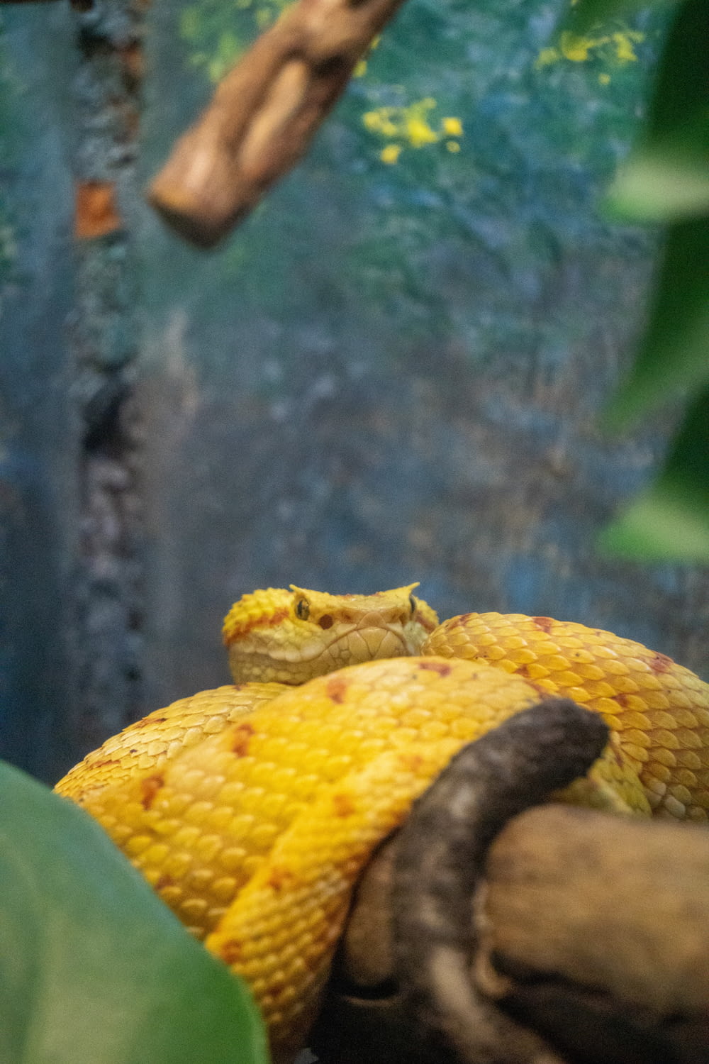 a large yellow snake sitting on top of a tree branch