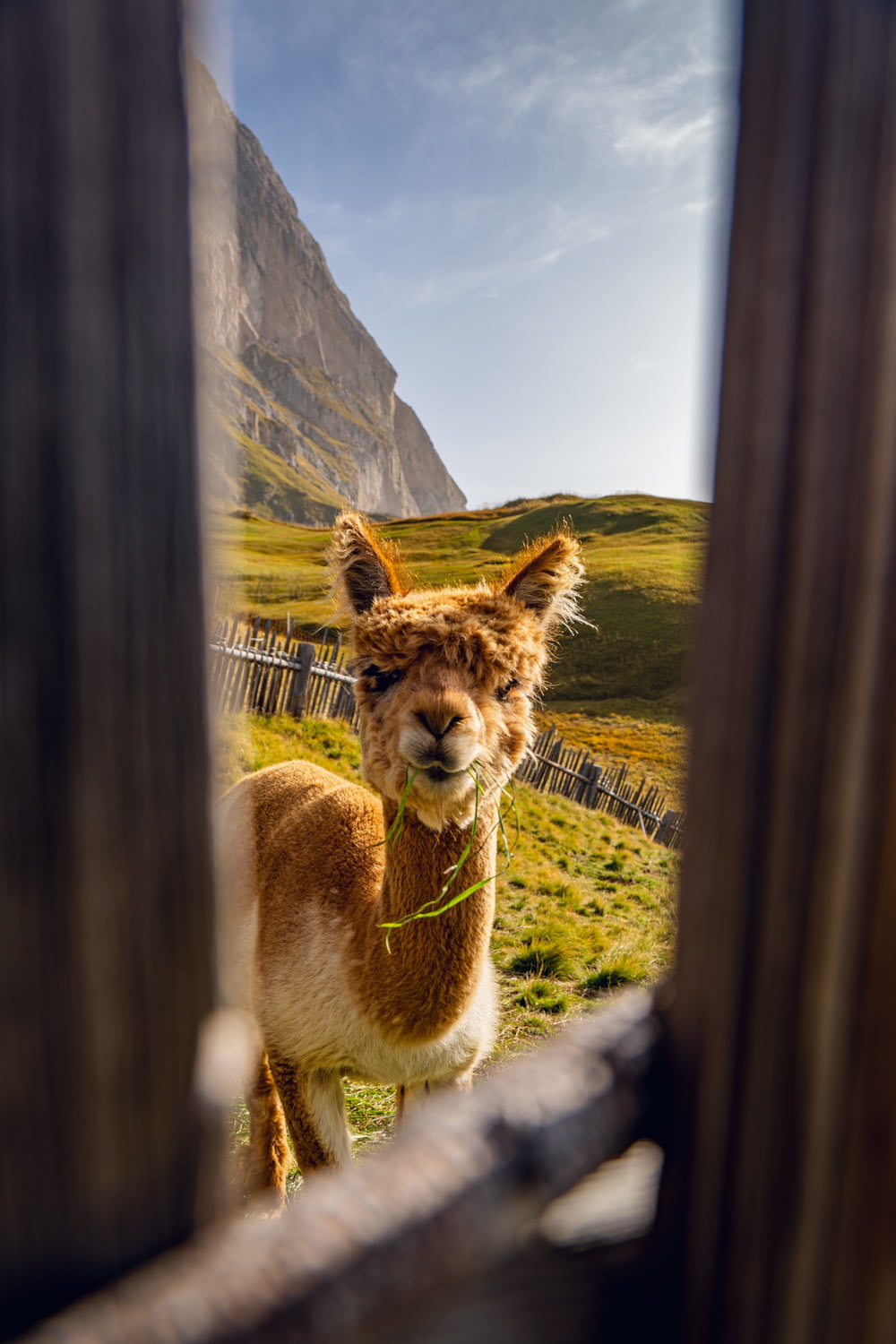 a brown and white llama looking through a window
