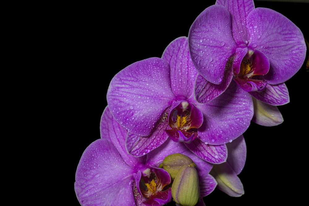 two purple orchids with drops of water on them
