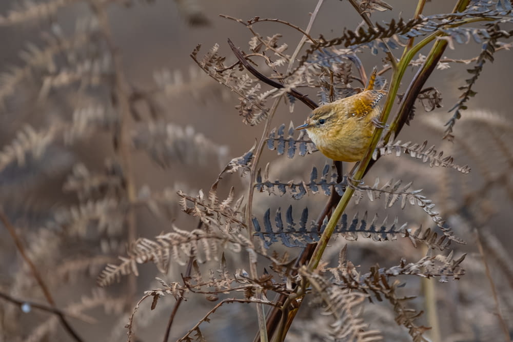 a small yellow bird sitting on top of a plant