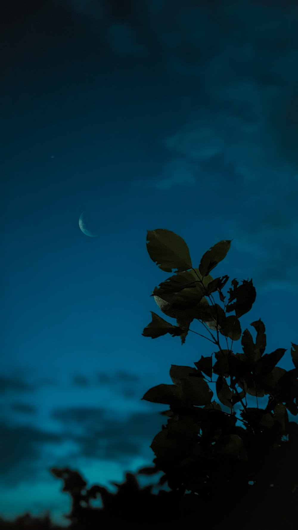 un ramo d'albero con una mezza luna sullo sfondo
