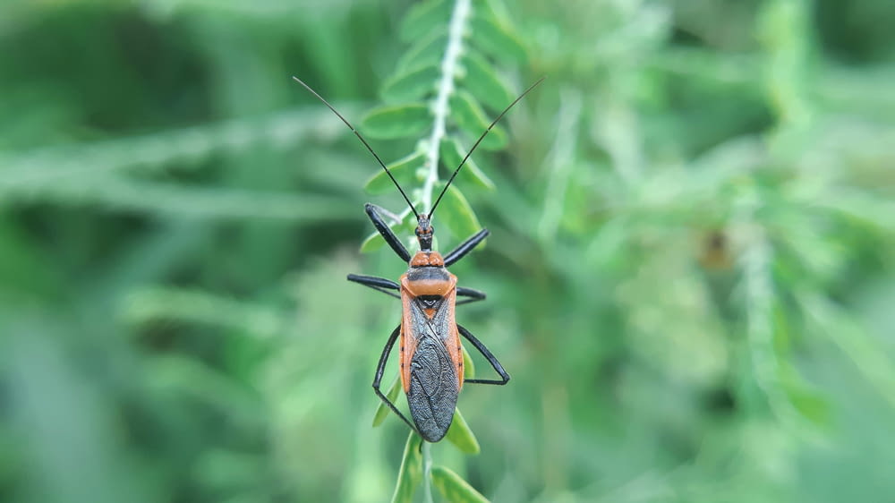 a couple of bugs sitting on top of a green plant