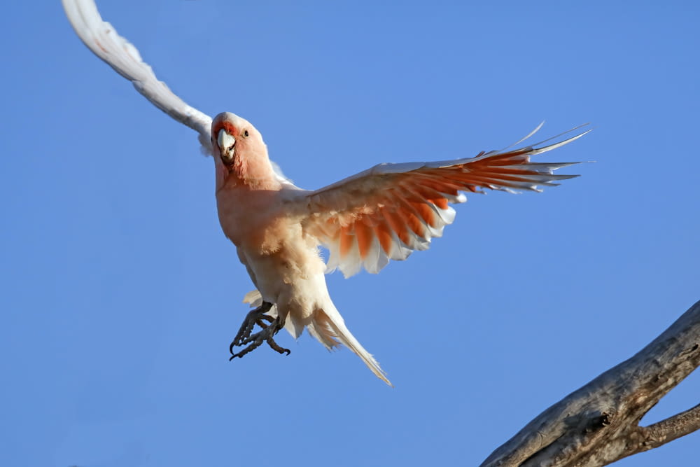 a bird that is flying in the air