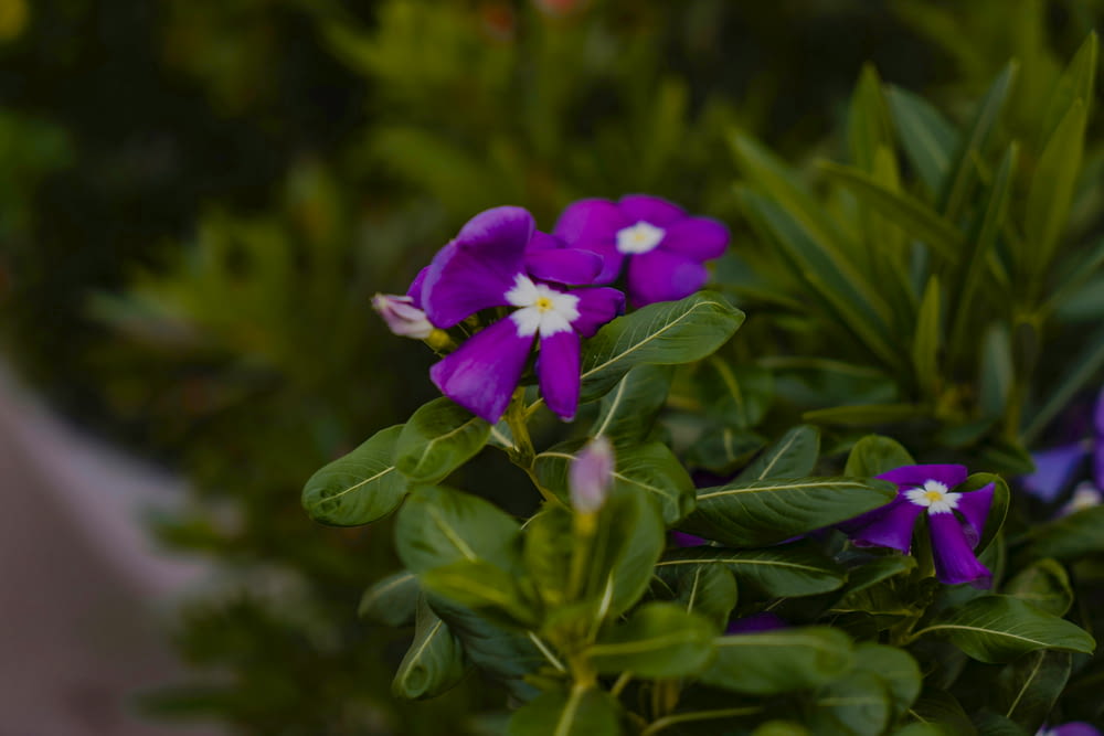 a bunch of purple flowers with white centers