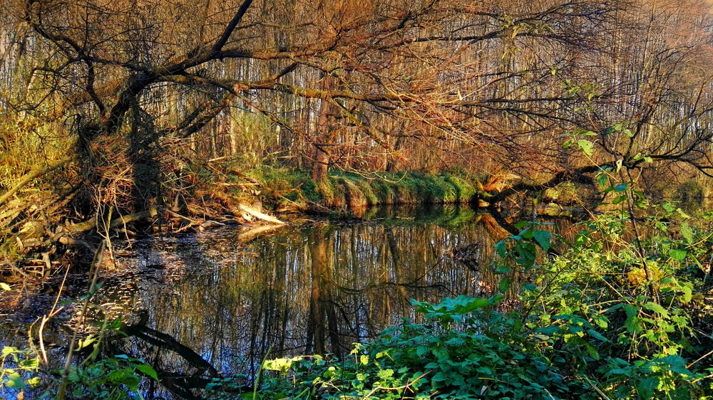 uno specchio d'acqua circondato da alberi e cespugli