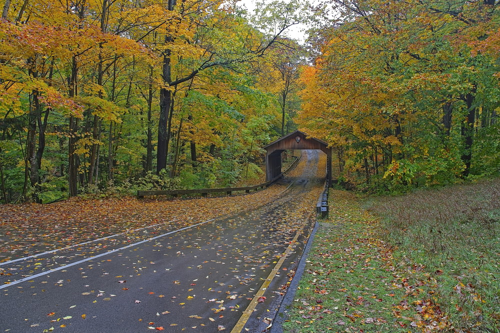 森の真ん中にあるトンネルを走る列車