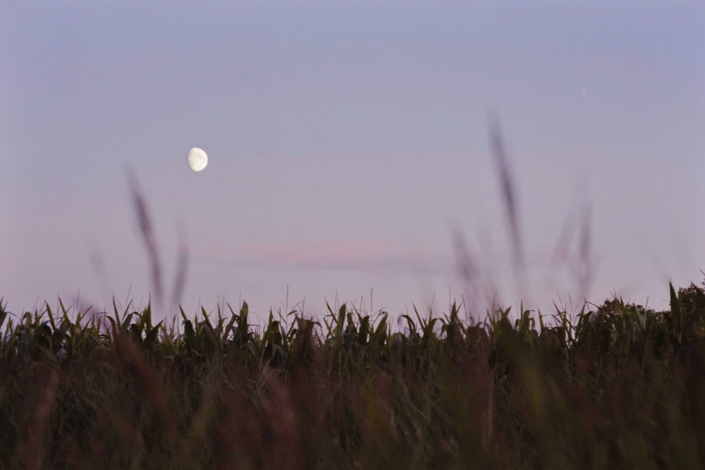 a full moon is seen over a field of grass