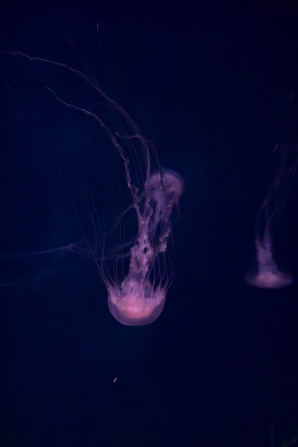 un gruppo di meduse che galleggiano nell'acqua scura