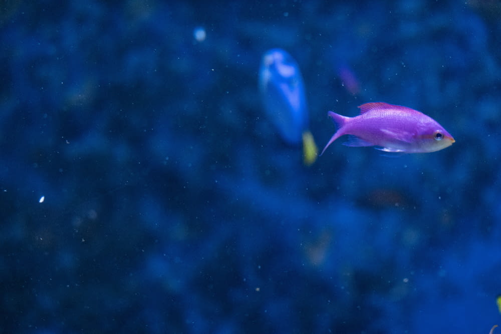 eine Gruppe von Fischen, die in einem Aquarium schwimmen