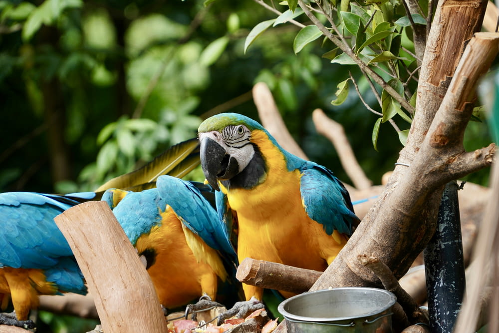 two blue and yellow parrots sitting on a tree branch