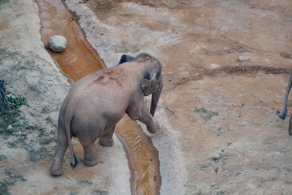 a baby elephant standing next to a puddle of water