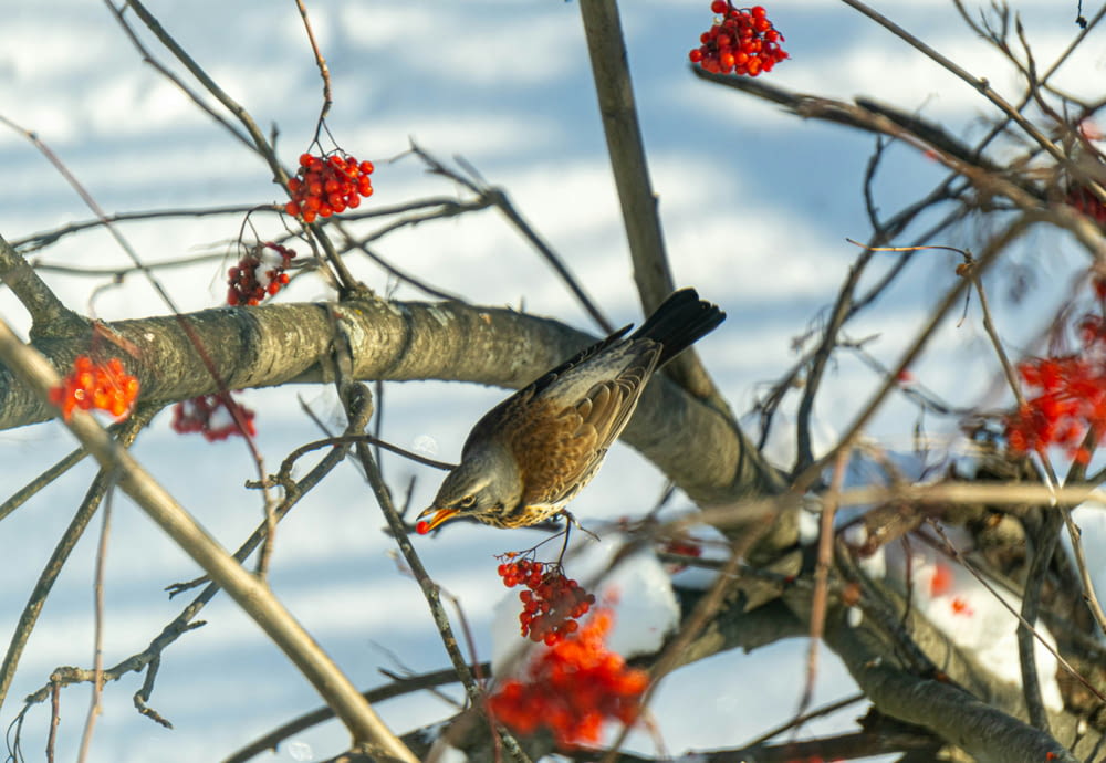 a bird perched on a tree branch with red berries