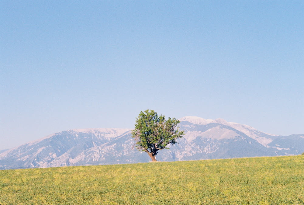 a lone tree in a field with mountains in the background