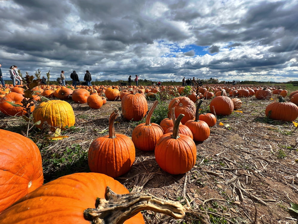 a field full of pumpkins under a cloudy sky