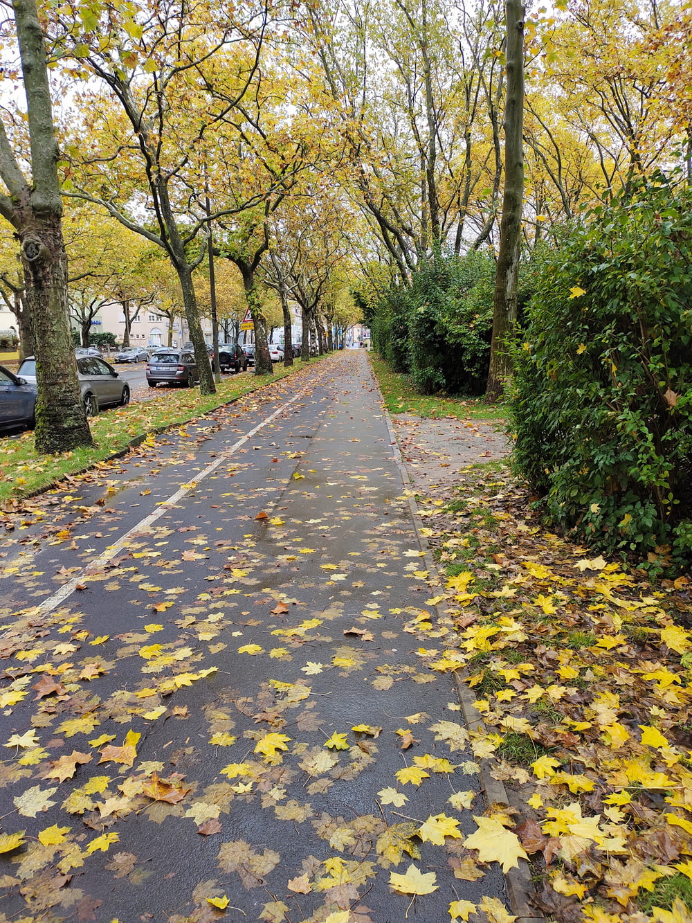 a wet road with yellow leaves on the ground
