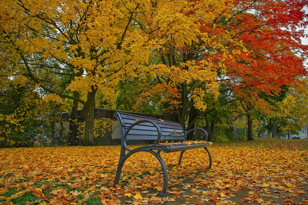um banco de parque sentado no meio de um campo de folhas